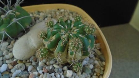 Matucana polzii