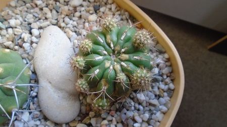 Matucana polzii