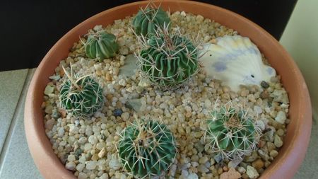 Grup de 6 Echinofossulocactus (Stenocactus); Stenocactus lexarzai
Stenocactus phyllacanthus v. violaciflorus
Stenocactus coptonogonus (2 ex.)
Stenocactus hb. coptonogonus X albatus
Stenocactus sp.
