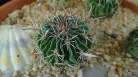 Echinofossulocactus (Stenocactus) phyllacanthus v. violaciflorus