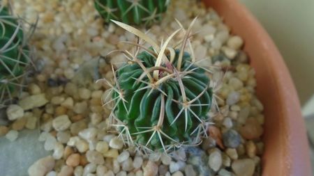 Echinofossulocactus (Stenocactus) lexarzai