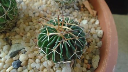 Echinofossulocactus (Stenocactus) hb. coptonogonus X albatus