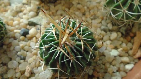 Echinofossulocactus (Stenocactus) hb. coptonogonus X albatus