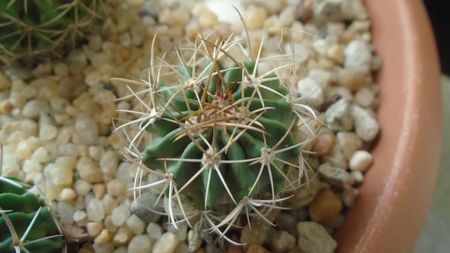 Echinofossulocactus (Stenocactus) sp.