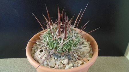 Echinofossulocactus (Stenocactus) multicostatus