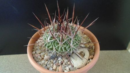 Echinofossulocactus (Stenocactus) multicostatus