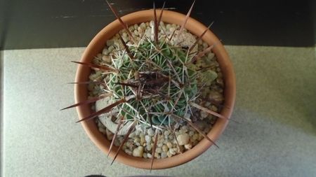 Echinofossulocactus (Stenocactus) multicostatus