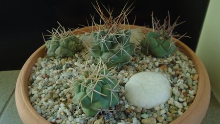 Grup de 4 Thelocactus; Thelocactus hexaedrophorus (3 ex. diferite)
Thelocactus rinconensis
