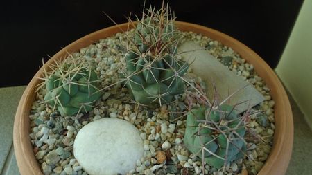 Grup de 4 Thelocactus; Thelocactus hexaedrophorus (3 ex. diferite)
Thelocactus rinconensis
