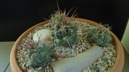 Grup de 4 Thelocactus; Thelocactus hexaedrophorus (3 ex. diferite)
Thelocactus rinconensis
