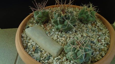 Grup de 4 Thelocactus; Thelocactus hexaedrophorus (3 ex. diferite)
Thelocactus rinconensis
