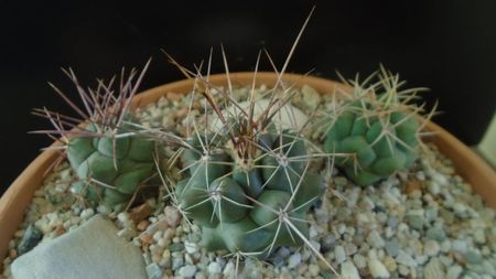 Thelocactus rinconensis,  L1006 Rinconada, NL, Mx