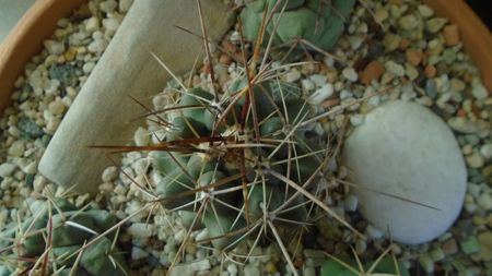 Thelocactus rinconensis,  L1006 Rinconada, NL, Mx