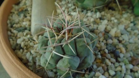 Thelocactus hexaedrophorus