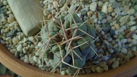 Thelocactus hexaedrophorus