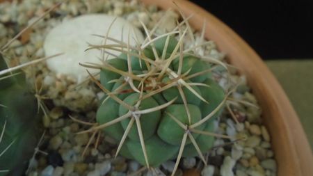 Thelocactus hexaedrophorus