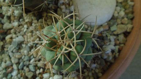 Thelocactus hexaedrophorus