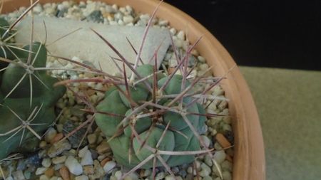 Thelocactus hexaedrophorus