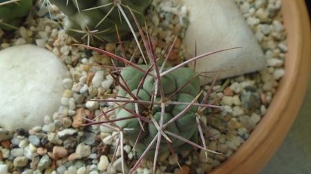 Thelocactus hexaedrophorus