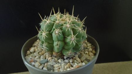 Thelocactus leucacanthus