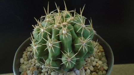 Thelocactus leucacanthus