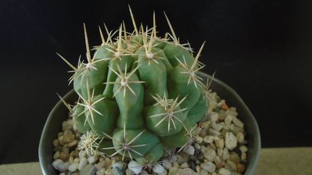 Thelocactus leucacanthus