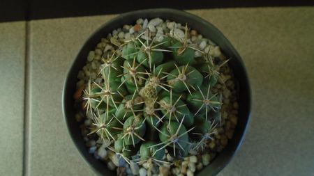 Thelocactus leucacanthus