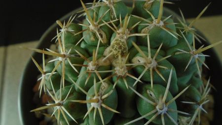 Thelocactus leucacanthus