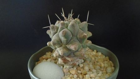 Thelocactus rinconensis ssp. multicephalus