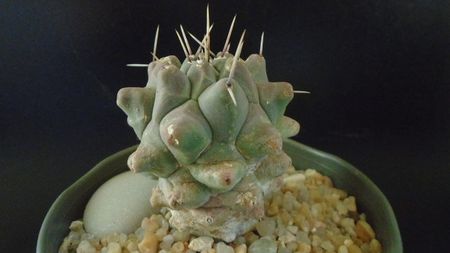 Thelocactus rinconensis ssp. multicephalus