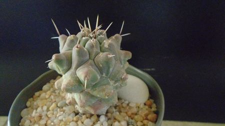 Thelocactus rinconensis ssp. multicephalus