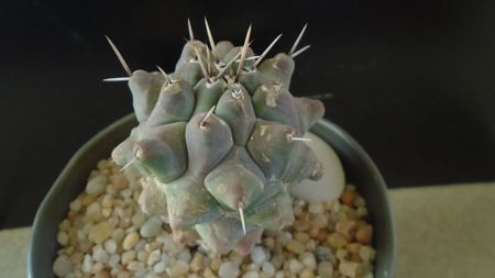 Thelocactus rinconensis ssp. multicephalus