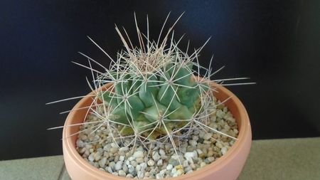 Thelocactus tulensis