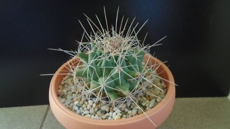 Thelocactus tulensis