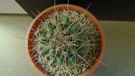 Thelocactus tulensis