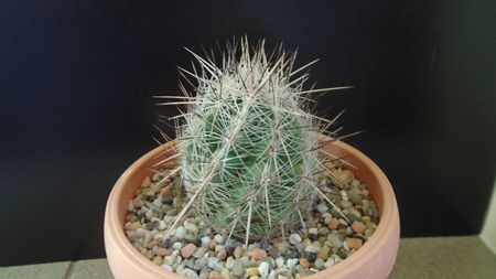 Thelocactus lausseri