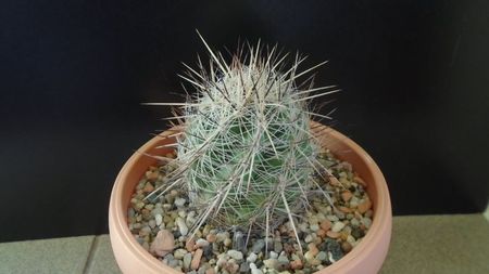 Thelocactus lausseri