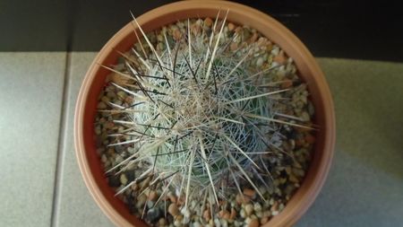 Thelocactus lausseri