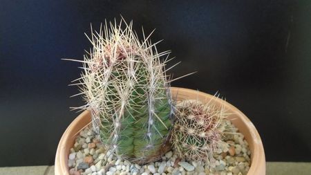 Thelocactus bicolor ssp. pottsii