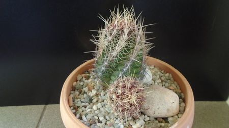 Thelocactus bicolor ssp. pottsii