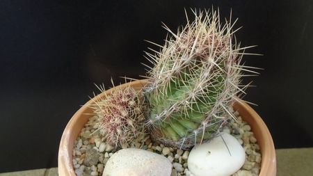 Thelocactus bicolor ssp. pottsii