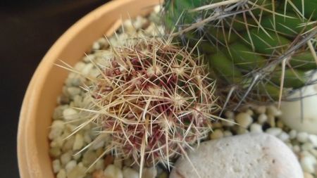 Thelocactus bicolor ssp. pottsii