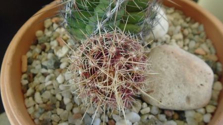 Thelocactus bicolor ssp. pottsii