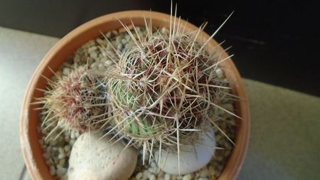 Thelocactus bicolor ssp. pottsii