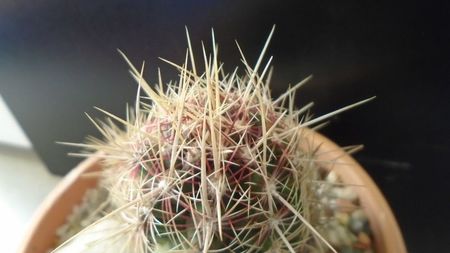 Thelocactus bicolor ssp. pottsii