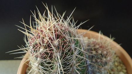 Thelocactus bicolor ssp. pottsii