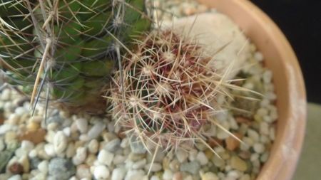 Thelocactus bicolor ssp. pottsii