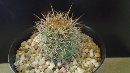 Ferocactus lindsayi, SB 535, Infiernillo, Michoacán, Mx