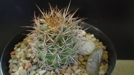 Ferocactus lindsayi, SB 535, Infiernillo, Michoacán, Mx