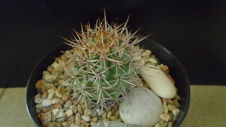 Ferocactus lindsayi, SB 535, Infiernillo, Michoacán, Mx